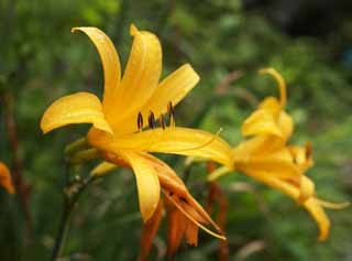 photo,material,free,landscape,picture,stock photo,Creative Commons,A day lily, Yellow, I am similar, and a kid is isolated and fixes it, day lily, 