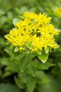 foto,tela,gratis,paisaje,fotografa,idea,Una flor amarilla, Pngase amarillo, Ptalo, Floret, 