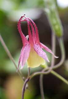 photo,material,free,landscape,picture,stock photo,Creative Commons,Of a columbine is pretty, Pink, petal, lump comes, columbine