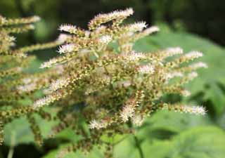 fotografia, materiale, libero il panorama, dipinga, fotografia di scorta,Un fiore bianco, Bianco, petalo, Green, 