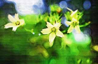 illust, material, livram, paisagem, quadro, pintura, lpis de cor, creiom, puxando,Uma flor branca, Branco, ptala, Green, 