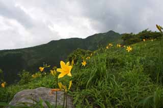 fotografia, material, livra, ajardine, imagine, proveja fotografia,Mt.Akanagi e um lrio de dia, Amarelo, Eu sou semelhante e uma criana est isolada e fixa isto, lrio de dia, Nikko