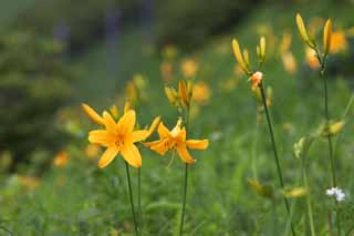 fotografia, material, livra, ajardine, imagine, proveja fotografia,O lrio de dia que floresce em profuso, Amarelo, Eu sou semelhante e uma criana est isolada e fixa isto, lrio de dia, Nikko