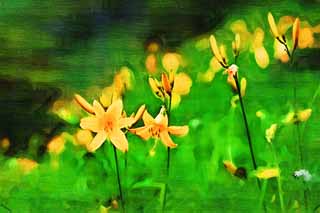 illustration,material,free,landscape,picture,painting,color pencil,crayon,drawing,The day lily which blooms in profusion, Yellow, I am similar, and a kid is isolated and fixes it, day lily, Nikko