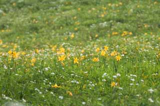 photo,material,free,landscape,picture,stock photo,Creative Commons,The day lily which blooms in profusion, Yellow, I am similar, and a kid is isolated and fixes it, day lily, Nikko