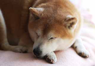 Foto, materiell, befreit, Landschaft, Bild, hat Foto auf Lager,Ein Nachmittag von Schlfchen eines alten Hundes, Japanischer Liliputaner Shiba, Hund, Es gibt nicht es, Haustier