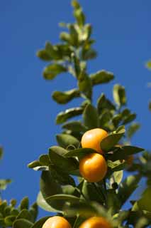 photo,material,free,landscape,picture,stock photo,Creative Commons,A kumquat, kumquat, kumquat, Citrus fruit, orange