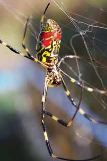 photo,material,free,landscape,picture,stock photo,Creative Commons,Silk spider, Spider, Silk spider, , prostitute spider