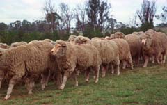 Foto, materieel, vrij, landschap, schilderstuk, bevoorraden foto,Schaap gedreven door honden, Schaap, Lijn, Boom, 