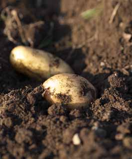 Foto, materieel, vrij, landschap, schilderstuk, bevoorraden foto,De aardappel welk was groef, Aardappel, , , 