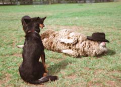 photo,material,free,landscape,picture,stock photo,Creative Commons,Blindfolded sheep, sheep, dog, sheepdog, 