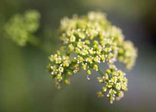 Foto, materiell, befreit, Landschaft, Bild, hat Foto auf Lager,Eine Blume einer Petersilie, Petersilie, , Herb, Kche