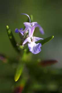 photo,material,free,landscape,picture,stock photo,Creative Commons,A flower of a rosemary, rosemary, Herb, Cooking, Cooking