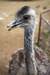 photo,material,free,landscape,picture,stock photo,Creative Commons,I am rare, I am rare, An ostrich, bird, 