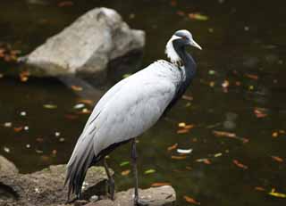 photo,material,free,landscape,picture,stock photo,Creative Commons,A friend of a crane, string, crane, , 