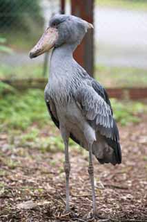 photo,material,free,landscape,picture,stock photo,Creative Commons,Whale-headed stork, Whale-headed stork, bird, , stork