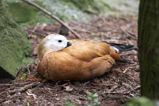 photo,material,free,landscape,picture,stock photo,Creative Commons,A nap of a duck, , duck, duck, 