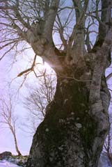 Foto, materiell, befreit, Landschaft, Bild, hat Foto auf Lager,Alter Baum, Schnee, Berg, Baum, 