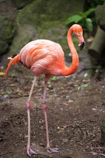 , , , , ,  .,flamingo, , flamingo, , 