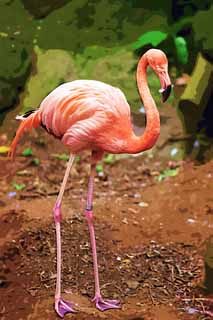 illust, materiell, befreit, Landschaft, Bild, Gemlde, Farbbleistift, Wachsmalstift, Zeichnung,,Ein Flamingo, , Flamingo, Rosa, 