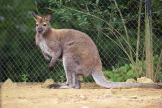 Foto, materieel, vrij, landschap, schilderstuk, bevoorraden foto,Een duister kangoeroe, , Kangoeroe, Australi, 