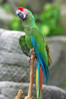 Foto, materieel, vrij, landschap, schilderstuk, bevoorraden foto,Een brink parakeet, Parakeet, , Papegaai, Ik sta het door