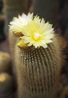 photo, la matire, libre, amnage, dcrivez, photo de la rserve,Une fleur jaune d'un cactus, , cactus, , 