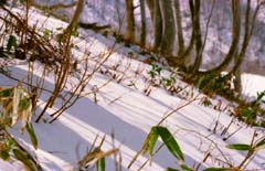 photo,material,free,landscape,picture,stock photo,Creative Commons,Snowy slope, snow, mountain, tree, 