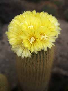 photo,material,free,landscape,picture,stock photo,Creative Commons,A yellow flower of a cactus, , cactus, cactus, cactus