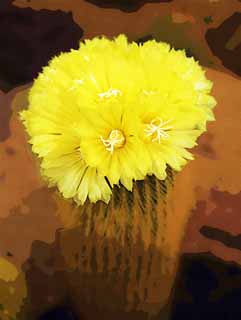 illust, matire, libre, paysage, image, le tableau, crayon de la couleur, colorie, en tirant,Une fleur jaune d'un cactus, , cactus, , 