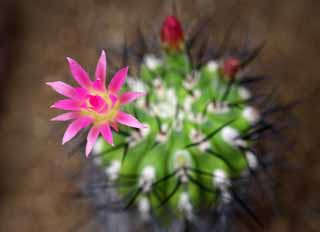 photo,material,free,landscape,picture,stock photo,Creative Commons,A saffron of a cactus, , cactus, cactus, cactus