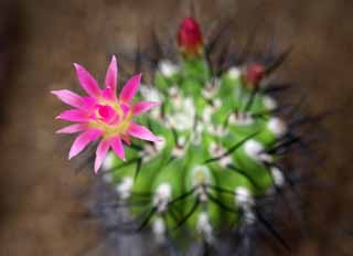 foto,tela,gratis,paisaje,fotografa,idea,Un azafrn de un cactus, , Cactus, , 