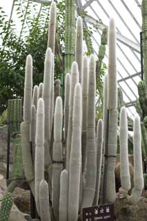 Foto, materieel, vrij, landschap, schilderstuk, bevoorraden foto,Een Een snowstorm, , Cactus, , 