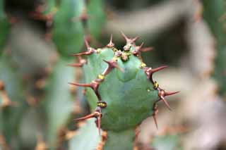 photo,material,free,landscape,picture,stock photo,Creative Commons,A cactus, , cactus, cactus, cactus