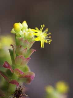 Foto, materiell, befreit, Landschaft, Bild, hat Foto auf Lager,Eine gelbe Blume eines Kaktusses, , Kaktus, , 