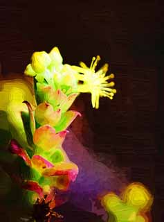 illust, materiale, libero panorama, ritratto dipinto, matita di colore disegna a pastello, disegnando,Un fiore giallo di un cactus, , cactus, , 