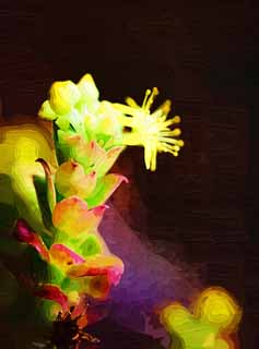 illustration,material,free,landscape,picture,painting,color pencil,crayon,drawing,A yellow flower of a cactus, , cactus, , 