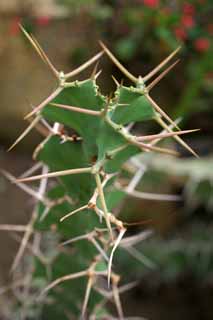 fotografia, materiale, libero il panorama, dipinga, fotografia di scorta,Un cactus, , cactus, , 