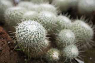 photo,material,free,landscape,picture,stock photo,Creative Commons,A cactus, , cactus, cactus, cactus