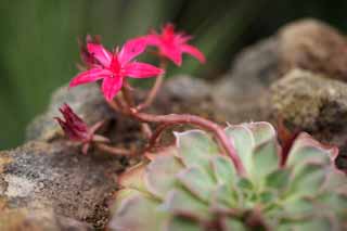 photo, la matire, libre, amnage, dcrivez, photo de la rserve,Un safran d'un cactus, , cactus, , 