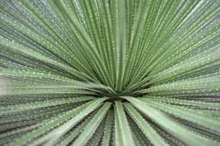 fotografia, materiale, libero il panorama, dipinga, fotografia di scorta,Il mondo per emettere, , cactus, , 