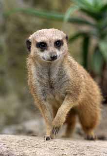 photo,material,free,landscape,picture,stock photo,Creative Commons,Meerkat, Meerkat, , mongoose, Family parentage