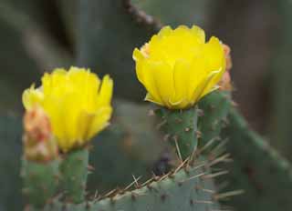 photo,material,free,landscape,picture,stock photo,Creative Commons,A yellow flower of a cactus, , cactus, cactus, cactus