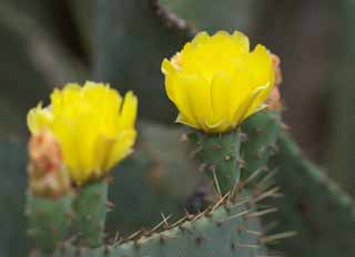 Foto, materiell, befreit, Landschaft, Bild, hat Foto auf Lager,Eine gelbe Blume eines Kaktusses, , Kaktus, , 