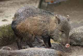 photo,material,free,landscape,picture,stock photo,Creative Commons,Collared peccary, wild boar, wild boar, wild boar, peccary