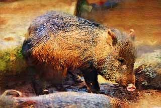 illustration,material,free,landscape,picture,painting,color pencil,crayon,drawing,Collared peccary, wild boar, , , peccary