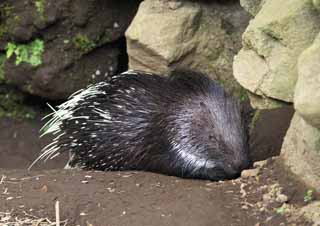 photo,material,free,landscape,picture,stock photo,Creative Commons,A hedgehog, hedgehog, , needle mouse, 