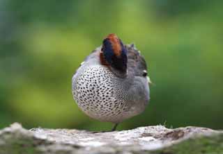 photo, la matire, libre, amnage, dcrivez, photo de la rserve,Une boulette de canard, , canard, , plume