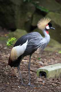 photo,material,free,landscape,picture,stock photo,Creative Commons,A perception unreasonableness crane, crown crane, crowned crane, crowned crane, 