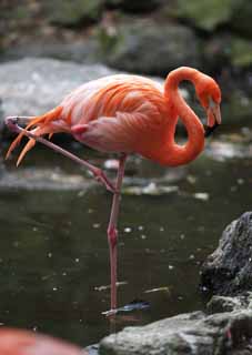 photo,material,free,landscape,picture,stock photo,Creative Commons,A flamingo, , flamingo, Pink, 